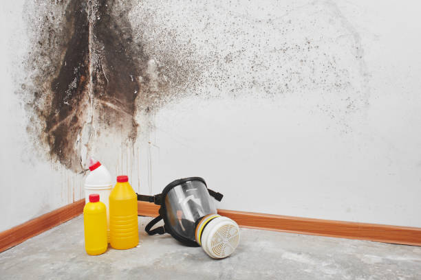 Best Commercial Mold Removal  in Alderton, WA