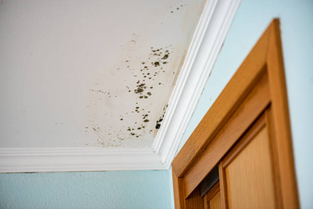 Best Crawl Space Mold Removal  in Alderton, WA