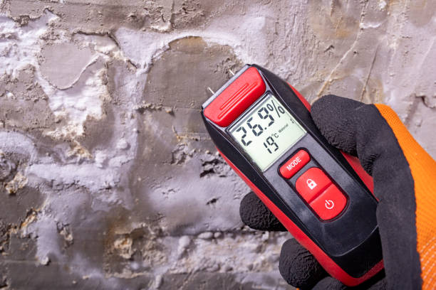 Best Best Mold Removal Companies  in Alderton, WA