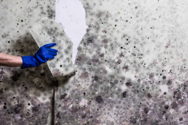Best Mold Removal Near Me  in Alderton, WA