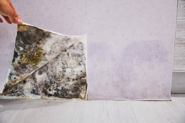 Best Mold Remediation  in Alderton, WA